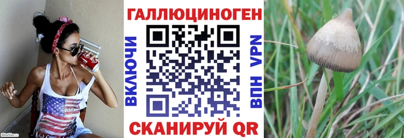 Купить  Кимовск  Псилоцибиновые грибы Psilocybe 